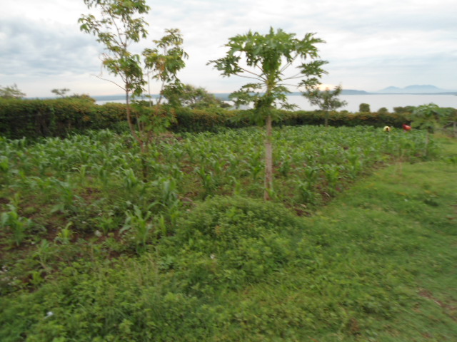 Farm in Kemya